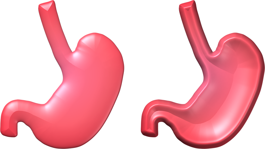 da cosa dipendono i tempi di digestione